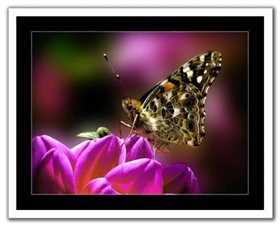 Butterfly