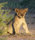 Lion Club Gifts