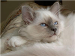 Send A Kittie