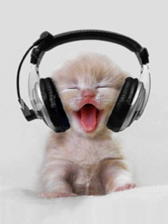catty cat
