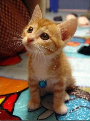 Que Tipo De Gatito Kawaii Eres?