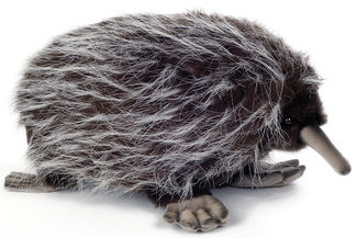 Echidna