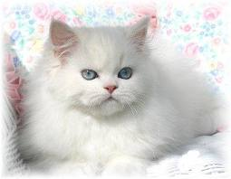 tombul