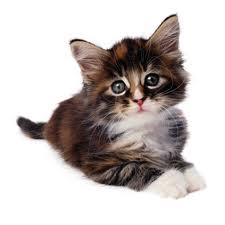 kedi