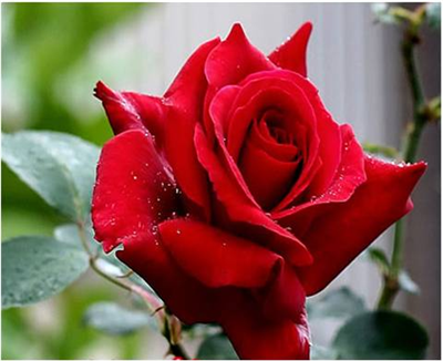 Rosa