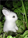 Cute Thingies