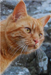 Cat Sender