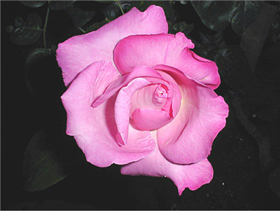 Açık Pembe Gül
