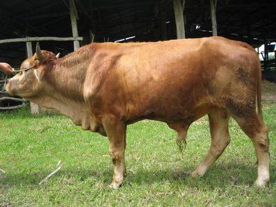 Thông Minh Hay Không?