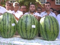 Diyarbakır karpuzu