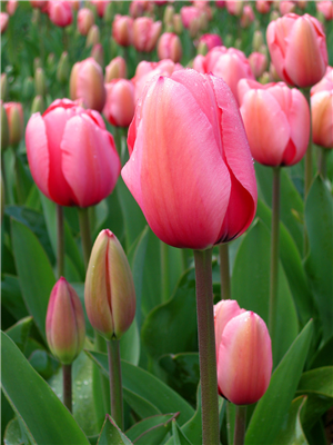 Bunga Tulip