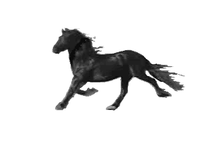 horse