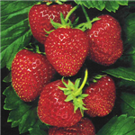 Picgift