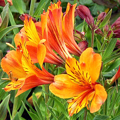 Flowers