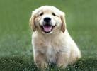 Puppy Gift