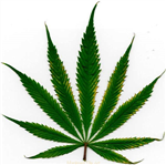 Puff Puff Pass