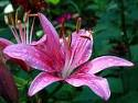 Iflower