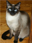 Meow
