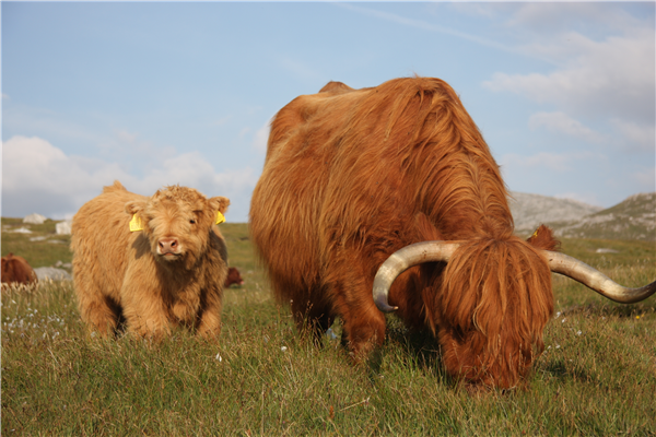 Hairy Highland Cow!