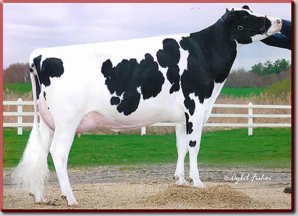 Black and white cow 
