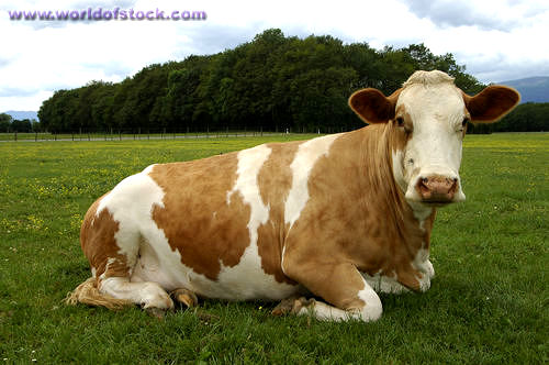 Brown and white cow
