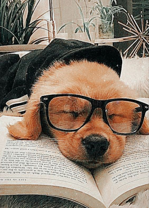 Sana En Uygun Köpek Türü Ne?