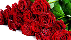 Red roses