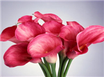 Gifts For My Precious Colette