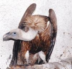 Hangi Hayvansın