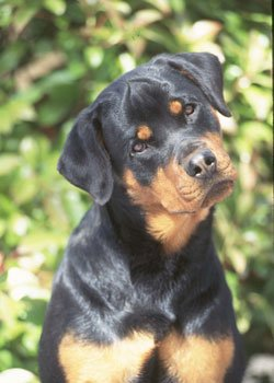 Hangi Tür Köpeği Seversin?