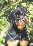 Hangi Tür Köpeği Seversin?