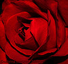 Red Rose 