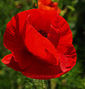 Red Poppy
