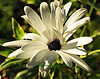 White Daisy