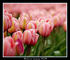 Pink Tulips
