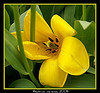Yellow Tulip 