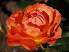 Orange Rose