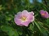 Blackberry  Blossom