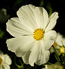 White Flower