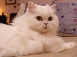 kucing putih