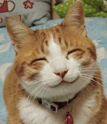 kucing genit