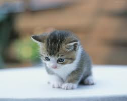 kucing kecil