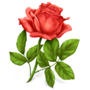 وردة