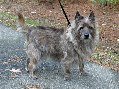 Cairn Terrier
