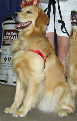 Golden Retriever