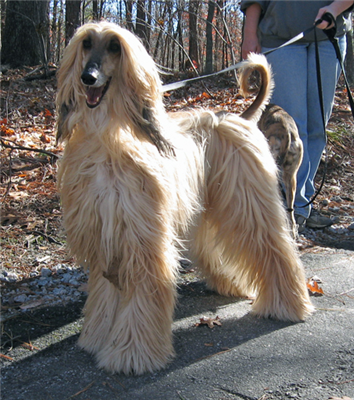 Afghan Hound 