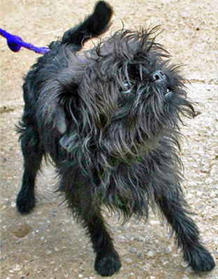 Affenpinscher