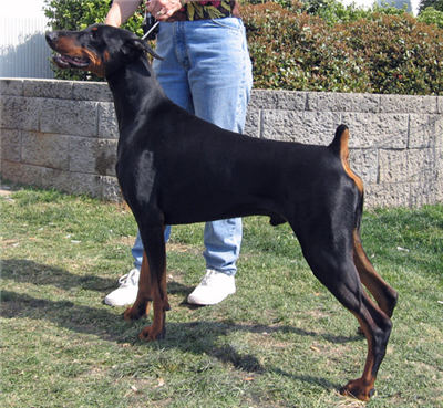  Doberman Pinscher