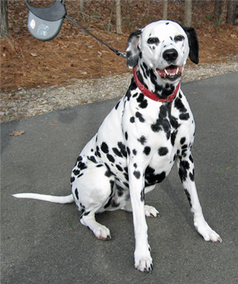 Dalmatian