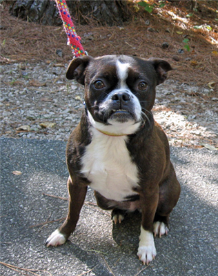 Boston Terrier